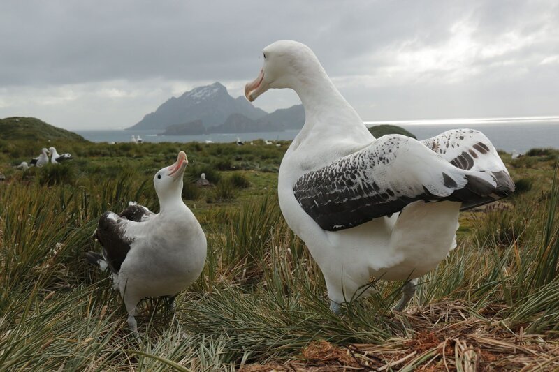 Wanderalbatrosse in der weltgrößten Brutkolonie auf Bird Island, Südatlantik. – Bild: BR/​Roland Gockel