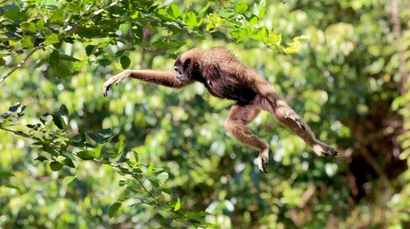 Müller-Gibbons leben in Baumkronen und hangeln sich schwingend durch das Geäst der tropischen Regenwälder. – Bild: NDR/​Terramater/​Matt Hamilton