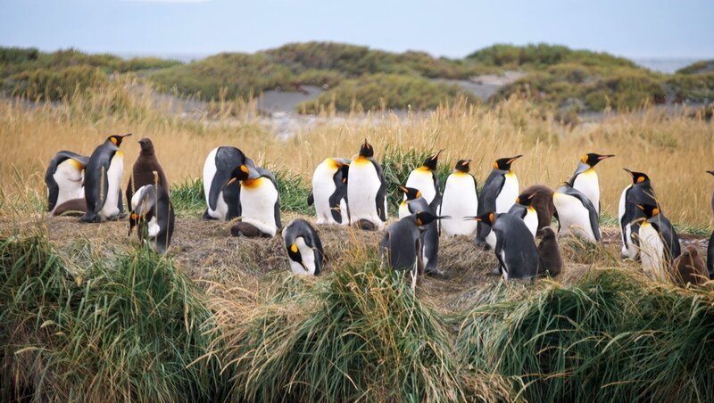 Königspinguine auf Feuerland. – Bild: NDR /​ Lars Pfeiffer