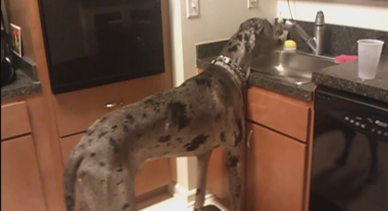 Luke the great dane drinks water straight from the kitchen faucet. – Bild: Animal Planet