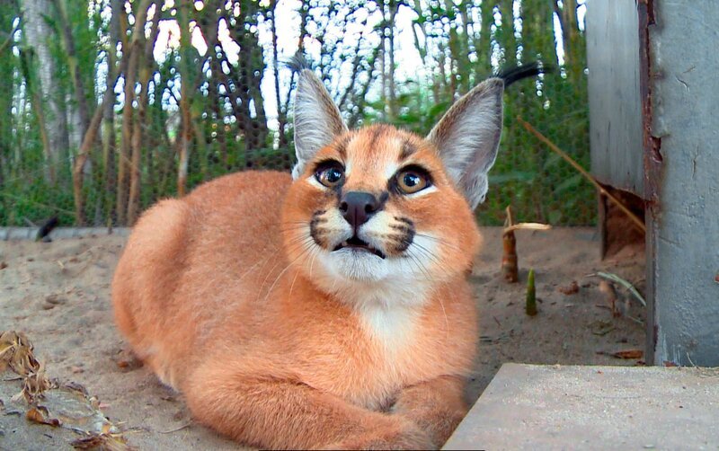 Karakale wirken wie Hauskatzen – bis sie ihre Zähne zeigen! – Bild: SWR