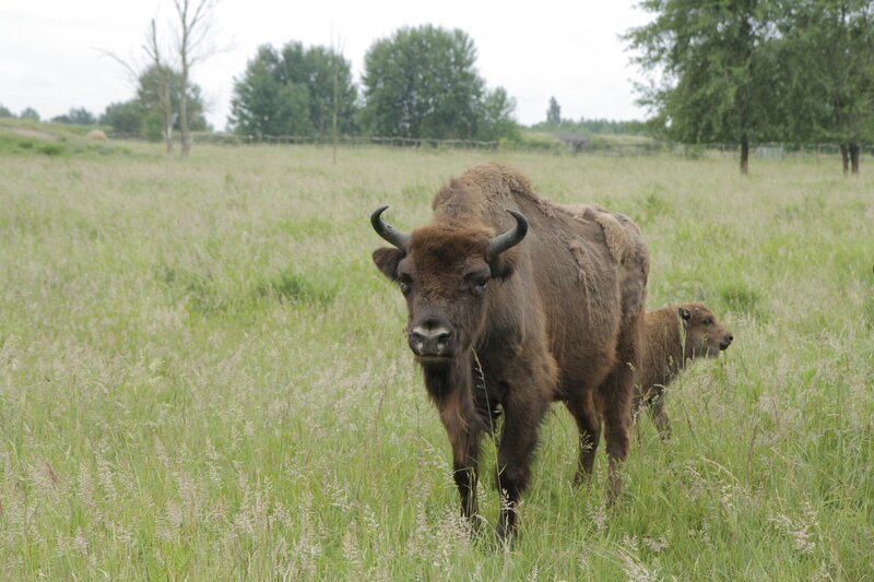 Tierreporterin Anna sucht wilde Wisente. Eine Mutter mit Kalb ist das erste, was sie findet. – Bild: BR/​TEXT + BILD Medienproduktion GmbH & Co. KG