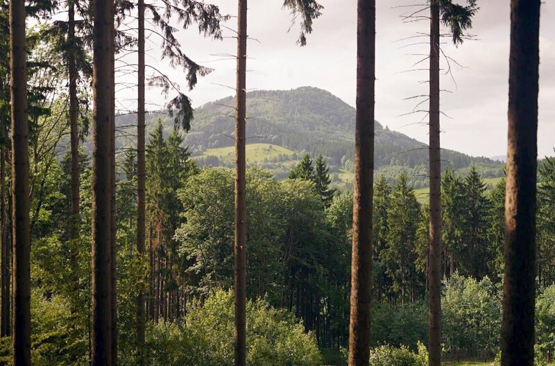 In ihrem Roman „Empusion“ beschäftigt sich die polnische Schriftstellerin Olga Tokarczuk mit dem Übernatürlichen: In jedem Wäldchen verstecken sich weibliche Spukgestalten, die zu den Erzählerinnen der Geschichte werden. – Bild: Elephant Doc