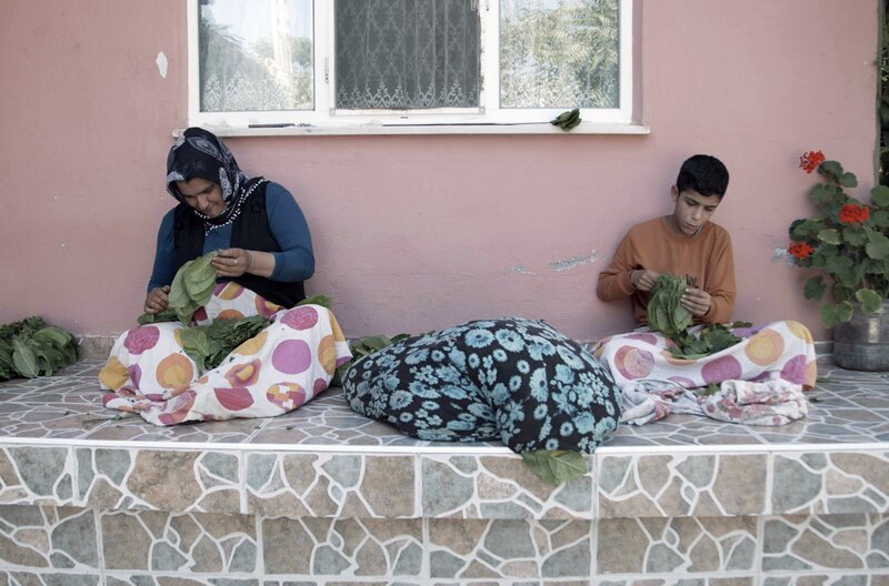 Der Samsun Tabak wird nur noch in wenigen Dörfern angebaut. – Bild: Björn Lindenblatt