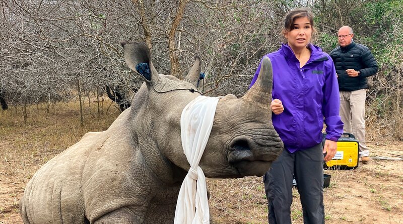 Anna begleitet eine Nashorn-Schutzpatrouille bei der Enthornung eines jungen Bullen. Zur Beruhigung bekommt das Tier die Augen verbunden und einen Ohrenschutz. – Bild: BR/​Text und Bild Medienproduktion GmbH & Co. KG/​Ben Wolter