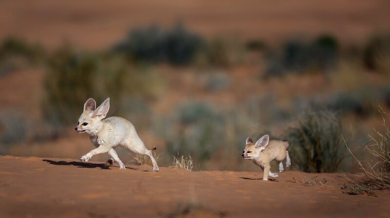 Der Fennek ist der kleinste Fuchs der Welt. Die Wüstenfüchse werden nur etwa so groß wie Hauskatzen. – Bild: NDR/​Doclights/​Blue Planet Film/​Michael Riegler