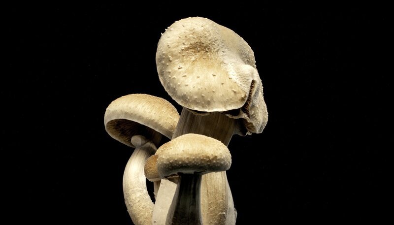 Magic Mushrooms, Zauberpilze heißen sie auch wegen ihrer halluzinogenen Wirkung. – Bild: SWR