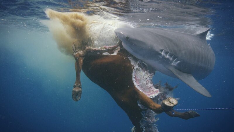 Tiger shark rolling as it tears into cow. – Bild: Discovery Channel