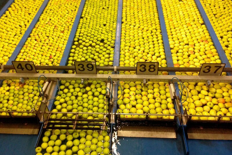 Apfelsortieranlage in der Genossenschaft. – Bild: SWR/​sehmannsklub filmproduktion