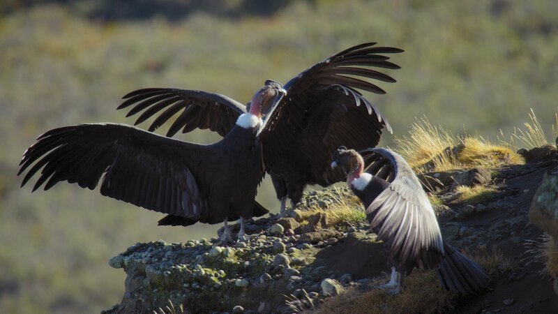 Condor group on the ground – Bild: SRF/​Fremantle