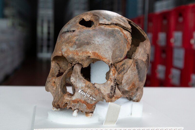 Schädel – Bild: RTL /​ Barcroft Studios, a division of Future Publishing Ltd