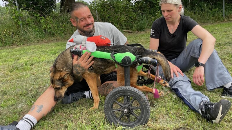 Die Angsthunde auf dem Hof von „Free Dogs“ benötigen dringend Hilfe und sichere Unterkünfte. – Bild: RTL /​ Docma TV /​ Zuflucht für Angsthunde