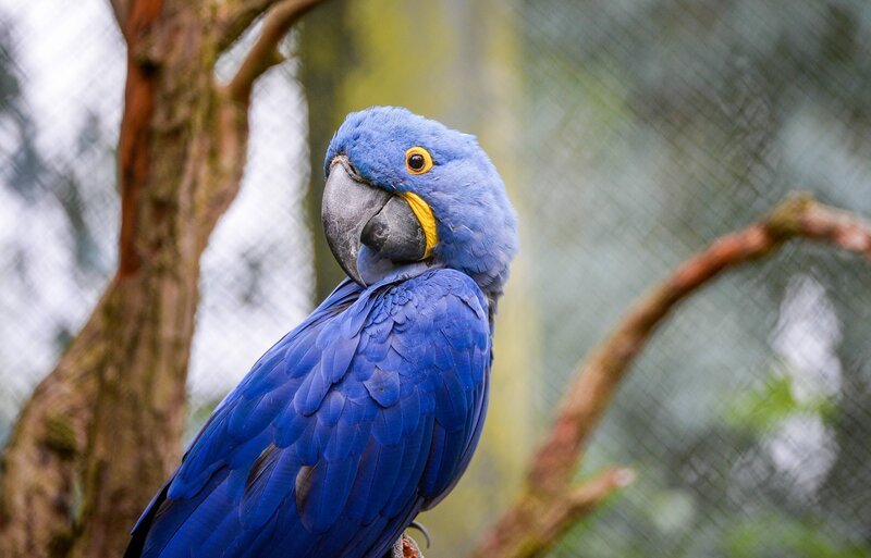 Miss Moneypenny, ein Hyazinth-Ara. – Bild: ORF/​Universal/​Steve Rawlins