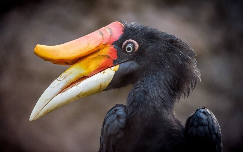 Der Rhinozerosvogel – Bild: ORF/​Universal/​Steve Rawlins