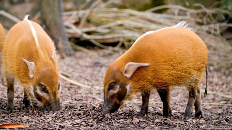 Pinselohrschweine. – Bild: ORF/​Universal