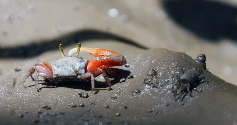 Winkerkrabben. – Bild: RTL /​ Terra Mater /​ Cristian Dimitrius /​ Die Kunst der Verführung