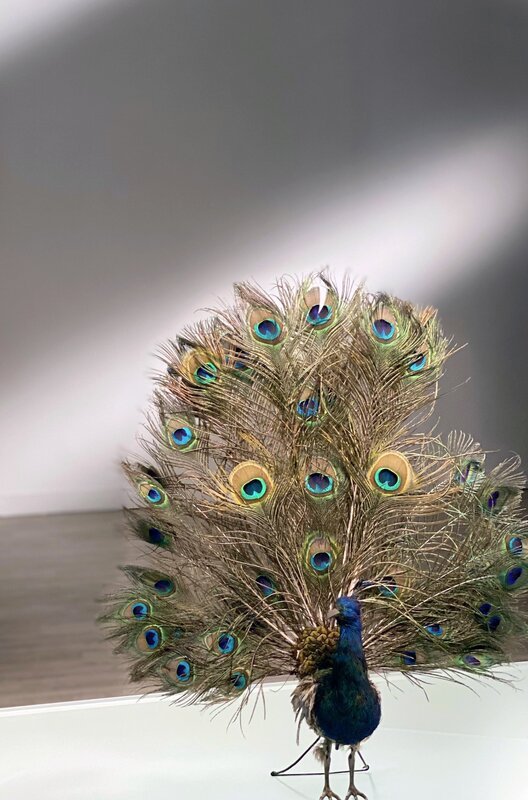 Ein mechanischer Pfau aus dem 19. Jahrhundert – Bild: Les Films d’Ici