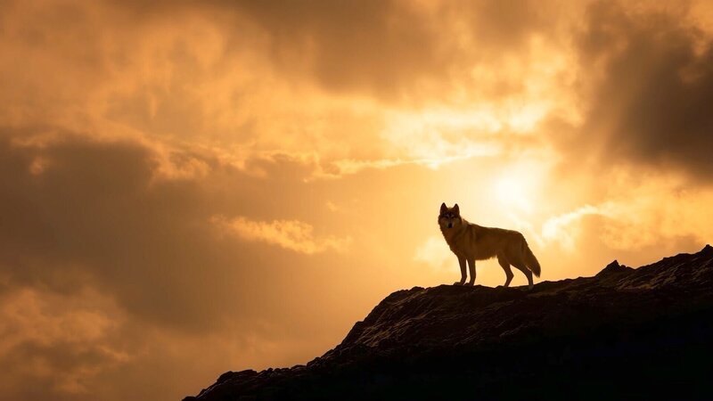 Wolf. – Bild: ZDF und ORF/​Good Media Solutions