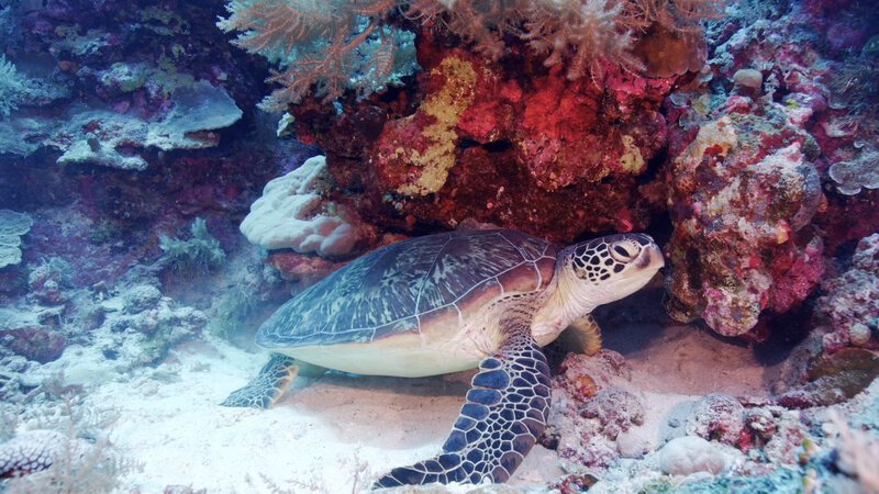 Bild: INSIGHT HD Bild: INSIGHT HD