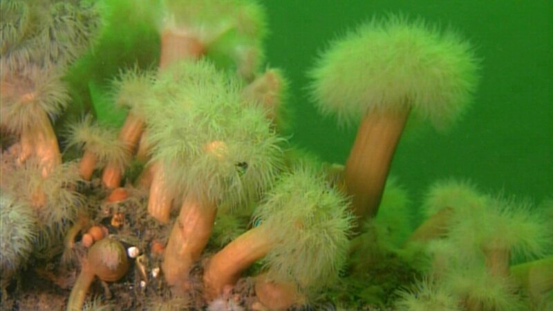 Seenelken fangen mit ihren Tentakeln tierisches Plankton. – Bild: SWR/​SWR