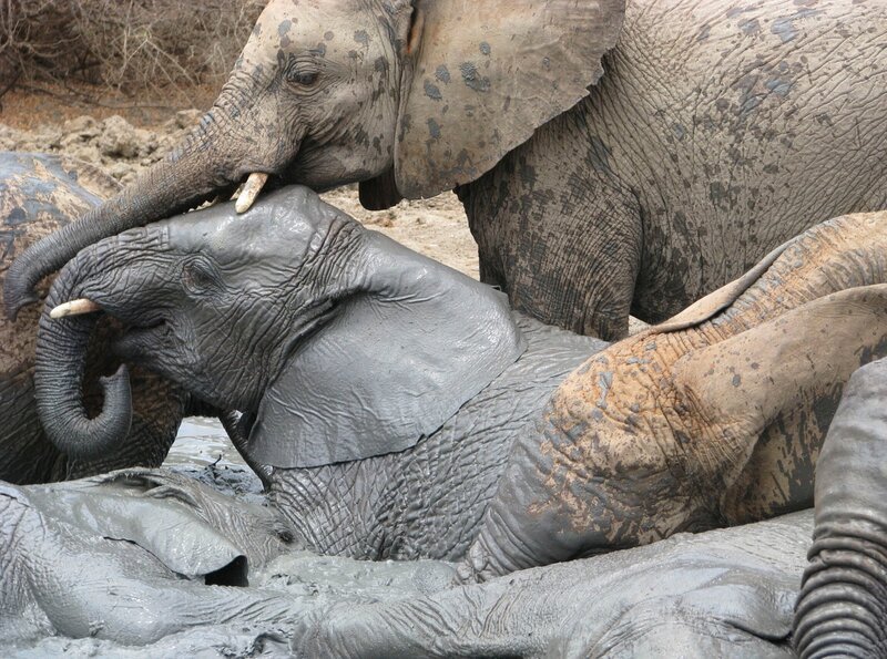 MDR FERNSEHEN ELEFANT, TIGER & CO. - DIE REPORTAGE, Bei den wilden Tieren Afrikas, Reisereportage mit Axel Bulthaupt, am Sonntag (12.10.08) um 22:00 Uhr. Die jungen Elefanten, die in der Obhut des David-Sheldrick-Wildlife-Trusts in Kenia aufwachsen, sollen irgendwann auch wieder ausgewildert werden. Sie sind oftmals die Opfer von Wilderern. Die nSchste Station seiner Reise fYhrt Axel Bulthaupt nach Nairobi, der Hauptstadt Kenias. Hier werden die noch kleinen Elefanten zunSchst gro§gezogen. Wenn sie ein paar Jahre Slter sind, werden sie dann in den Tsavo-Nationalpark transportiert, damit sie sich dort langsam wieder an ein Leben mit ihren frei lebenden Artgenossen gewshnen ksnnen. FYr Axel steht nun eine spannende Wanderung mit einer Herde junger Elefanten durch die Wildnis Afrikas auf dem Programm. © MDR - honorarfrei - Verwendung gemS§ der AGB im engen inhaltlichen, redaktionellen Zusammenhang mit genannter MDR-Sendung bei Nennung "Bild: MDR". (S2) Mitteldeutscher Rundfunk, HA Kommunikation, 04360 Leipzig, (0341) 300 6477 oder -6463 – Bild: Credit: MDR, Source: MDR/​HA Kommunikation,