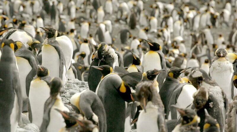 Königspinguine tauschen ihr Federkleid aus. – Bild: phoenix/​arte/​Greenstone TV