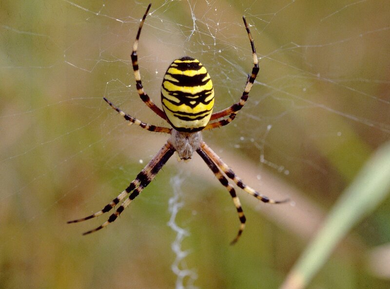 Wespenspinne im Netz. – Bild: rbb/​SWR/​Otto Hahn