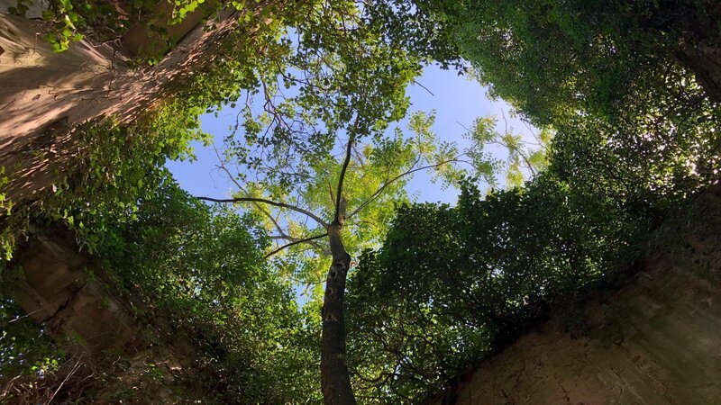 Wie ein grünes Dach legen sich Bäume und Sträucher über die ehrwürdige Ruine der Villa La Romantica bei Bologna. Fast 80 Jahre lang hatte die Natur hier freies Spiel. Über das Internet haben nun auch Vandalen den Lost Place in Italien entdeckt. – Bild: ZDF und Mark Hugo
