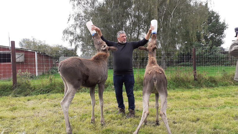 Thomas Golz beim Füttern der beiden Elchmädchen Astrid und Alma. – Bild: Florian Fiedler /​ ZDF