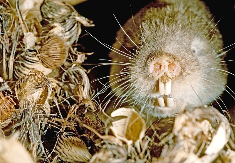 hr-fernsehen NAMAQUALAND, Der Blumengarten Afrikas, Ein Film von Lynn und Philip Richardson, am Montag (20.06.11) um 14:15 Uhr. Graumulle graben sich von unten zu den Pflanzen vor und fressen die Wurzeln und Knollen. – Bild: HR/​NDR/​ORF/​Richardson