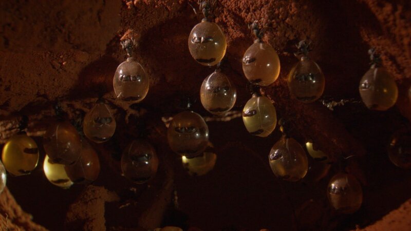 Honig-Topf-Ameisen. Arbeiterinnen dienen ihrem Volk als Vorratsgefäße. Sie hängen an der Decke einer kleinen unterirdischen Höhle und nehmen so viel Futter auf, dass ihr Hinterleib dick anschwillt. – Bild: ZDF und Content Mint PTY LTD.