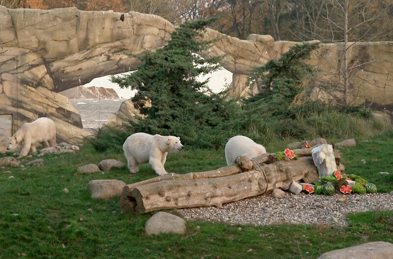 Der erste Geburtstag der Rostocker Eisbären-Zwillinge mit Eistorten und Melonen als Leckerli. – Bild: NDR/AP Hanse TV Der erste Geburtstag der Rostocker Eisbären-Zwillinge mit Eistorten und Melonen als Leckerli. – Bild: NDR/AP Hanse TV
