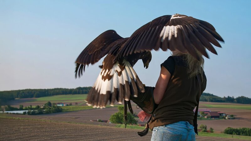 Eine Person hält einen großen Greifvogel, der seine Flügel weit über einer ländlichen Landschaft ausbreitet. – Bild: Waidwerk