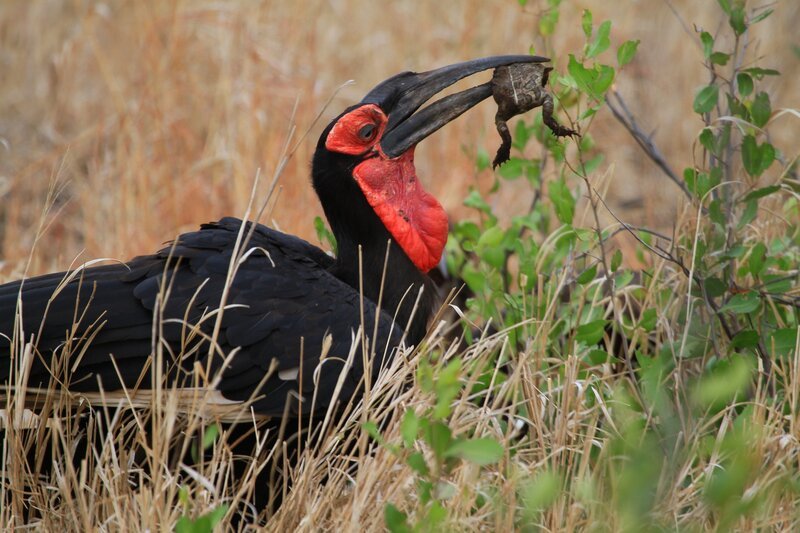 Er sieht aus wie ein übergroßer Puter mit gelackten schwarzen Federn und roten Wangen. Dazu kommt sein immens großer Schnabel, der ihn dazu noch gefährlich aussehen lässt: der Hornrabe. – Bild: BR/​SANHU
