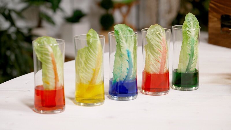 Bunte Salatblätter. – Bild: ORF/​Steiner Familyentertainment