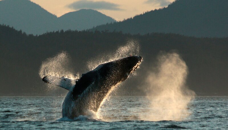 Ein Buckelwal springt vor Gil Island. – Bild: BR/​Roland Gockel