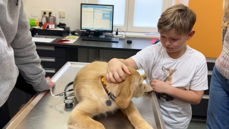 Golden Retriever Fridolin wird von seinem Besitzer Valentin gestreichelt. – Bild: ORF