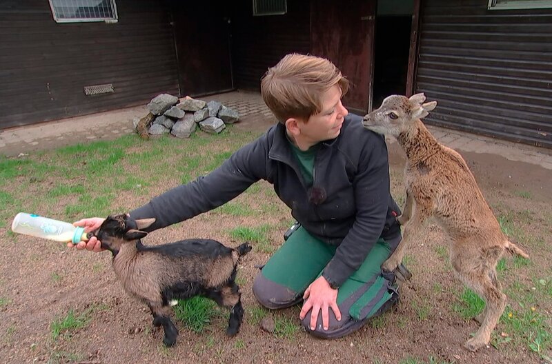 Pflegerin Desirée Studt mit Mufflonkind Rosi und Zicklein Carla. – Bild: HR