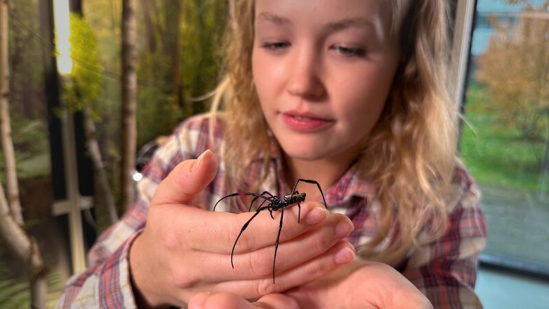 Die goldene Radnetzspinne ist hübsch, aber bei uns nicht heimisch. – Bild: BR/​TEXT+BILD Medienproduktion GmbH & Co. KG/​Katja Schübl
