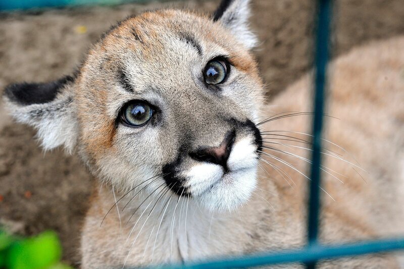 ARD/​rbb PANDA, GORILLA & CO. (36), „Katzenarten“. Missoula, ein einjähriges Puma-Mädchen, teilt sich mit der gleichaltrigen Java-Leopardin Sri Kandi stundenweise ein Gehege. – Bild: rbb/​Thomas Ernst