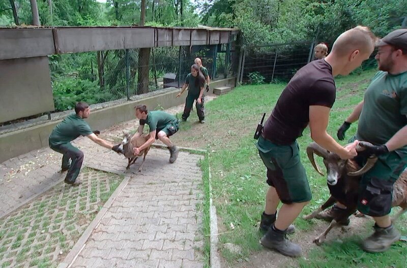 Die Pfleger im Opel Zoo geben ihr Bestes um die Mufflonherde für das Impfen und die Hufpflege in ein abgetrenntes Impfareal zu treiben. – Bild: HR