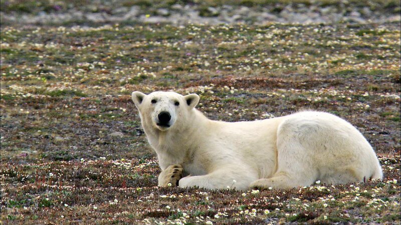 Eisbär ohne Eis: Im Sommer, wenn das Meereis vor Grönlands Küsten schmilzt, müssen Eisbären oft weit wandern, um Beute zu finden – normalerweise jagen sie vom Eis aus nach Robben. – Bild: BR