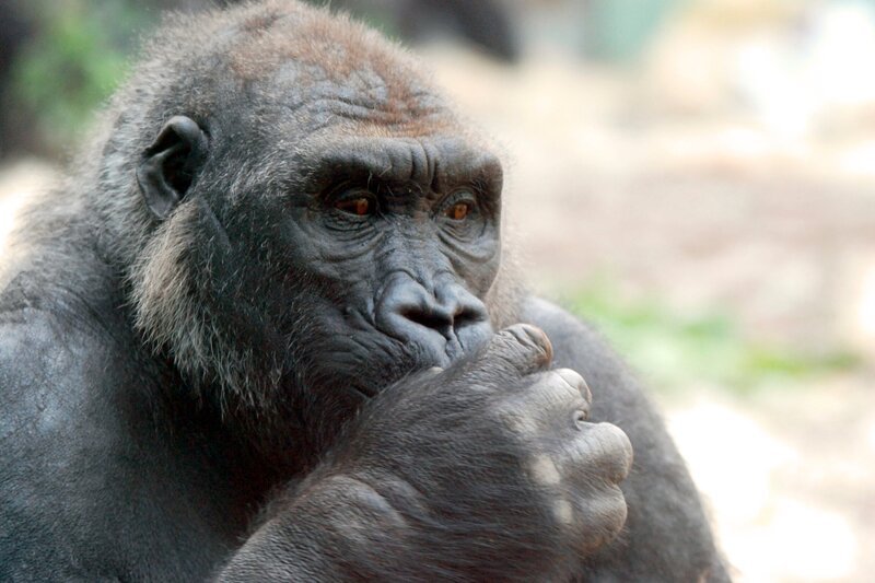 Ein Gorillaparadies – das neue Urwaldhaus ist eröffnet. Weiteres Bildmaterial finden Sie unter www.br-foto.de. – Bild: BR/​Jens-Uwe Heins