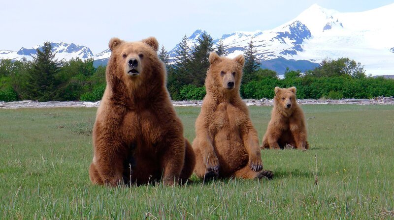 An der wilden Küste des Katmai-Nationalparks in Alaska kommen viele Bären zusammen. Für den Bärenforscher Chris Morgan eine gute Gelegenheit, das Sozialverhalten der Grizzlys zu beobachten. – Bärenmutter mit ihren Jungen – Bild: WDR/​Annette Scheurich