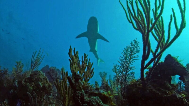 Weltweit kämpfen die Korallenriffe wegen der Klimaerwärmung ums Überleben – Bild: phoenix/​ZDF/​arte