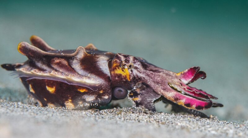 Der Prachtsepia gehört zu den schönsten, aber auch zu den giftigsten Tintenfischen der Welt. – Bild: NDR/​NDR Naturfilm/​doclights/​Saint Thomas Productions/​Marta Sostres