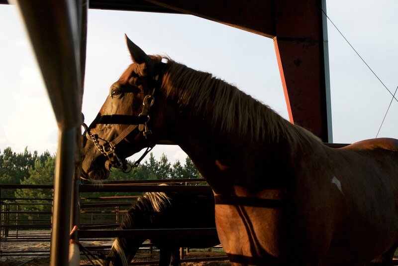 A horse is in a stable. – Bild: Animal Planet /​ Discovery Communications