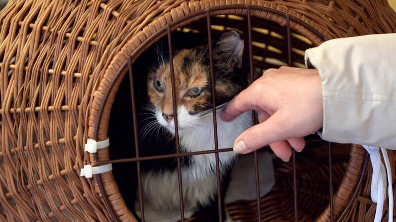 Alters-Diabetes: Die 17 Jahre alte Katze Lutzi ist zuckerkrank und wird beim Tierdoc „eingestellt“. – Bild: NDR/​Doclights GmbH 2019