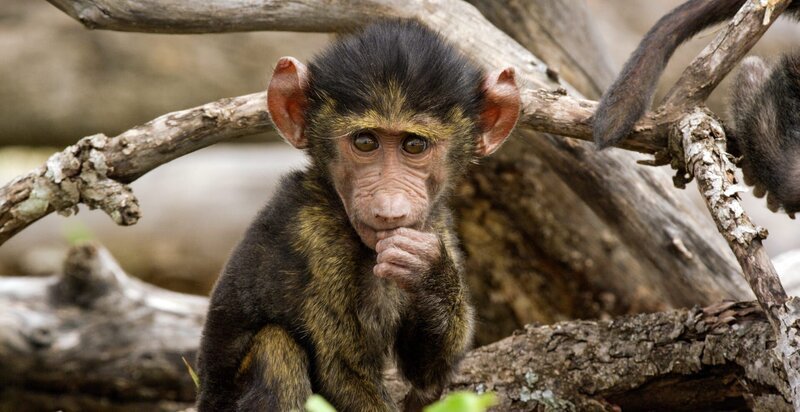 Ohne seine Mutter kann ein Pavian-Baby nicht lange überleben. – Bild: ZDF