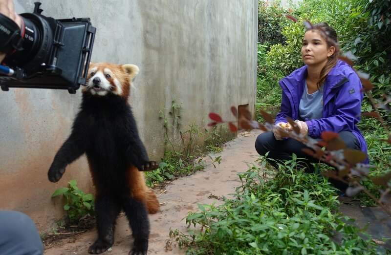 Der Kleine Panda Lao. Èr will unbedingt vor die Kamera. – Bild: BR/​TEXT + BILD Medienproduktion GmbH & Co. KG